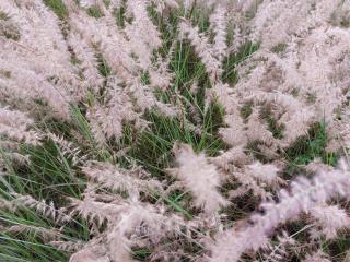 Pennisetum orientale 'Dance With Me' ®