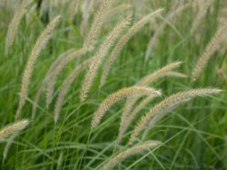 Pennisetum orientale 'Fairy Tails'
