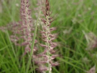 Pennisetum orientale 'Karley Rose' ®