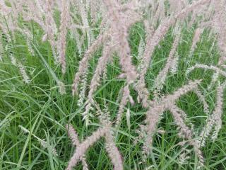 Pennisetum orientale 'Tall Tails'