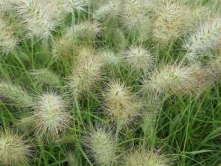 Pennisetum villosum