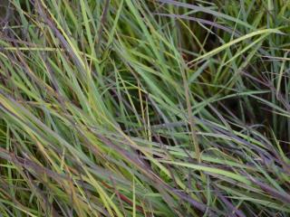 Schizachyrium scoparium 'Blue Heaven'