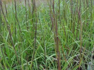 Schizachyrium scoparium 'Cairo'