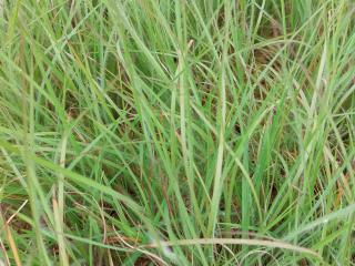 Schizachyrium scoparium 'Ha Ha Tonka'