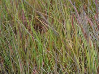 Schizachyrium scoparium 'Prairie Blues'