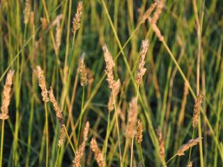 Sesleria argentea