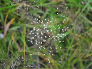 Sporobolus heterolepis 'Cloud'