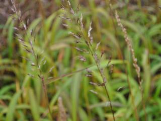 Spodiophogon sibiricus 'West Lake'