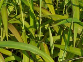 Spodiophogon sibiricus 'West Lake'