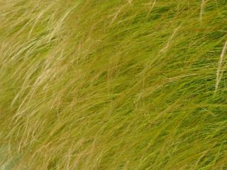 Stipa tenuifolia