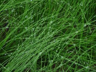 Stipa tenuissima 'Pony Tails'