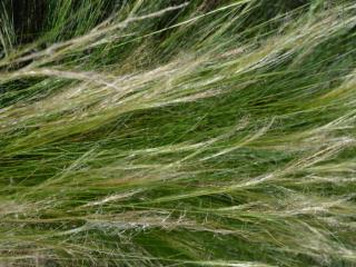 Stipa tenuissima 'Pony Tails'