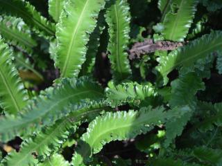 Asplenium scolopendrium 'Angustifolium'