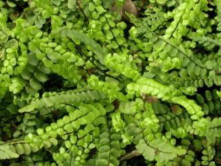 Asplenium trichomanes