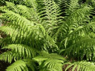 Athyrium filix-femina