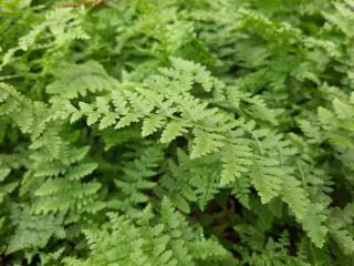 Athyrium filix-femina 'Rotstiel'