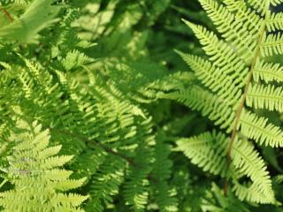 Athyrium filix-femina 'Lady in Red'