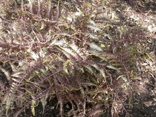 Athyrium nipponicum var. 'Pictum'