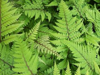 Athyrium otophorum 'Okanum'