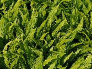 Blechnum spicant