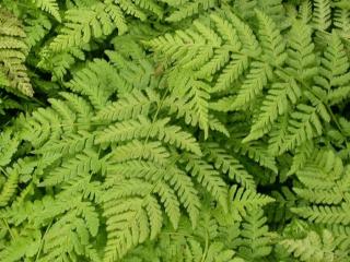 Dryopteris austriaca