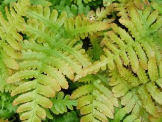 Dryopteris erythrosora