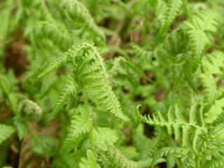 Dryopteris filix-mas