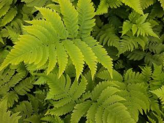 Dryopteris goldiana