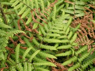 Dryopteris wallichiana