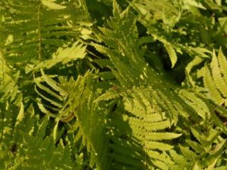 Matteuccia struthiopteris .