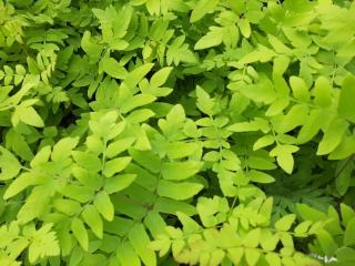 Osmunda regalis 'Purpurascens'