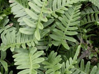 Polypodium vulgare