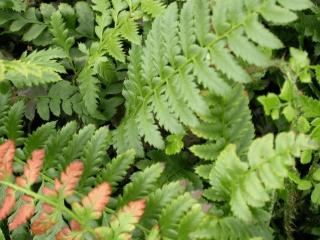 Polystichum aculeatum