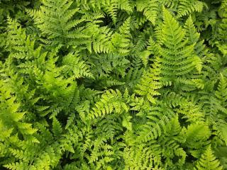 Polystichum braunii