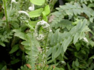 Polystichum munitum