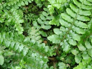 Polystichum polyblepharum