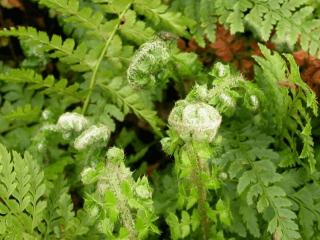 Polystichum setiferum