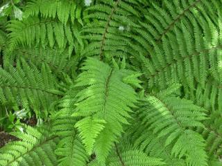 Polystichum setiferum 'Dahlem'