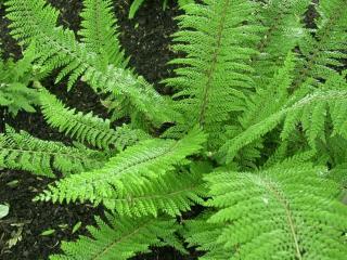 Polystichum setiferum 'Herrenhausen'