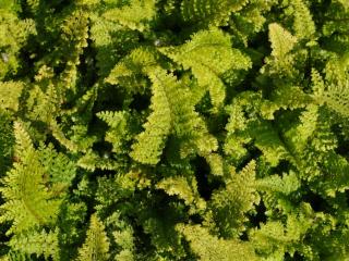 Polystichum setiferum 'Plumoso-densum'