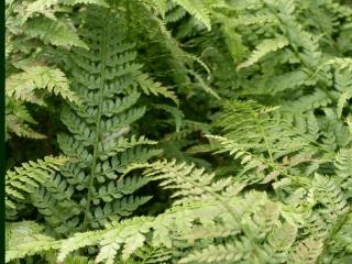 Polystichum setiferum 'Proliferum'