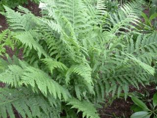 Pteridium aquilinum