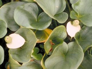 Calla palustris