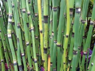 Equisetum japonica