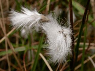 Eriophorum angustifolium