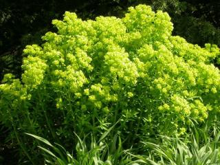 Euphorbia palustris