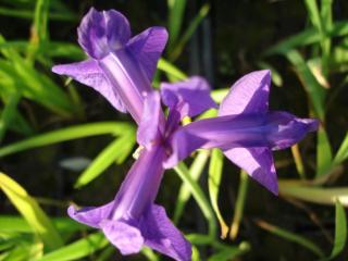 Iris laevigata