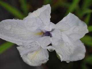 Iris laevigata 'Snowdrift'