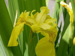 Iris pseudacorus