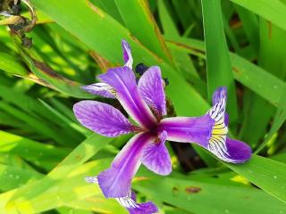 Iris versicolor